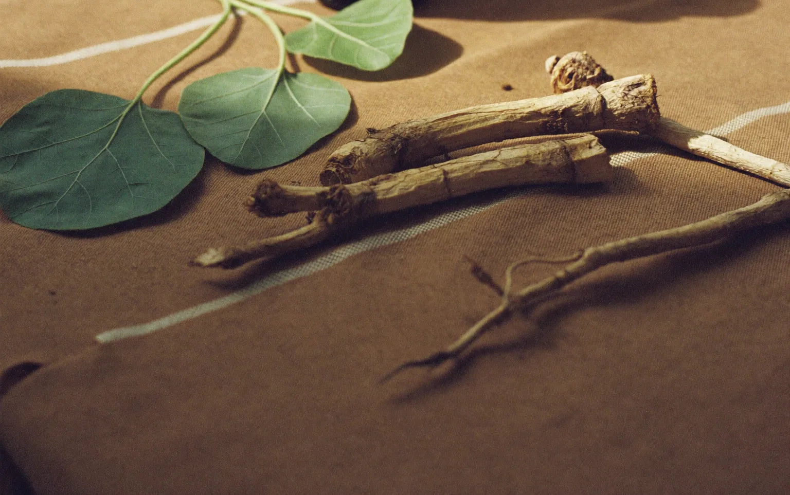 Ashwagandha roots