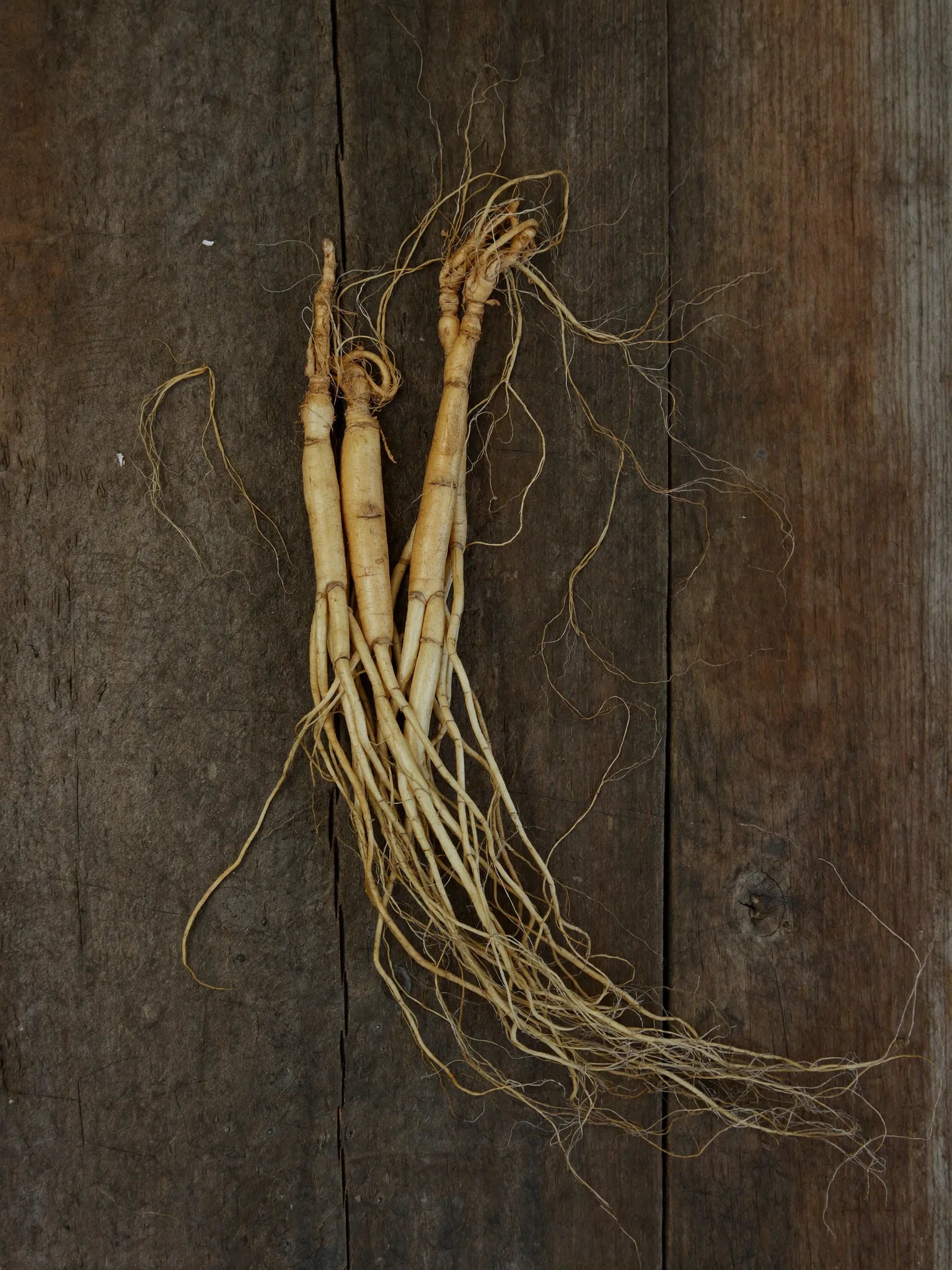 Ginseng